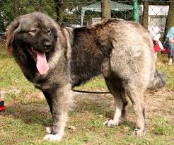 ژرفواشی کافکاسی (Caucasian Shepherd)