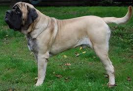 مستیف انگلیسی (English Mastiff)