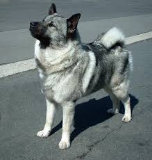 الکهاند نروژی (Norwegian Elkhound)